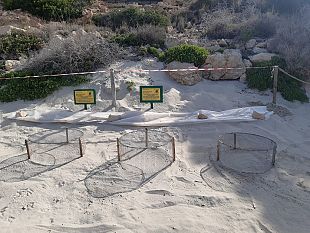 lampedusa-nuovi-nidi-di-caretta-caretta-allisola-dei-conigli
