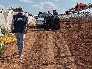 trapani/campagna-olearia-proseguono-i-controlli-dei-carabinieri-in-provincia