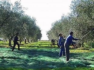 che-colore-ha-la-dignita-viaggio-nei-campi-dove-si-raccolgono-le-olive-e-i-nostri-giovani-non-vogliono-andare