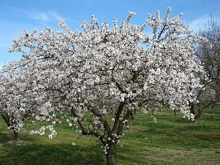 mandorlo-lalbero-si-sveglia-presto