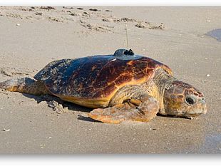 rio-mare-e-lamp-isole-egadi-lanciano-il-marine-turtle-tracking-per-seguire-le-rotte-delle-tartarughe-nel-mediterraneo