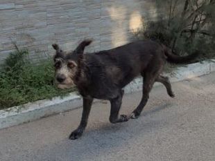 cagnolina-avvelenata-a-kartibubbo-lindignazione-del-sindaco-castiglione