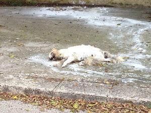 borgata-costiera-cane-morto-da-piu-di-10-giorni-ma-ancora-non-rimosso
