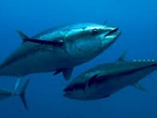 a-rischio-campagna-pesca-tonno-rosso-2023-per-imprese-siciliane-e-pescatori