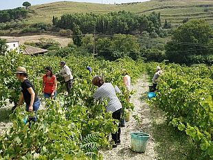 salemi/salemi-vendemmia-della-legalita-con-30-volontari-nel-vigneto-confiscato
