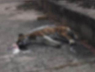 gibellina-trovato-cane-senza-vita-sospetto-esche-avvelenate