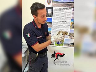 mazara/pantelleria-salvato-dai-carabinieri-un-esemplare-di-occhione-ferito