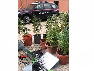 pantelleria-scoperta-nuova-varieta-di-canapa-indiana-un-arresto