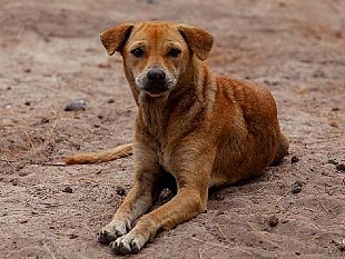 campobello/campbello-mozione-per-adozioni-animali-randagi