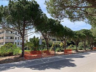 trapani-lavori-in-via-virgilio-alcuni-alberi-saranno-sostituiti