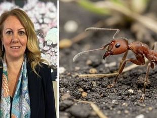 formica-di-fuoco-la-nuova-piaga-che-minaccia-agricoltura-ed-essere-umano