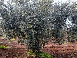 campobello/senza-acqua-il-comparto-olivicolo-lallarme-del-sindaco-castiglione