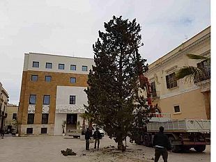 mazara-installato-l-albero-di-natale-in-piazza-della-repubblica