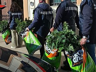 serra-di-marijuana-in-una-casa-estiva-ad-alcamo-arrestato-43enne-palermitano