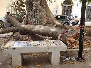 mazara-villa-jolanda-cade-un-grosso-ramo-di-ficus-uomo-salvo-per-miracolo