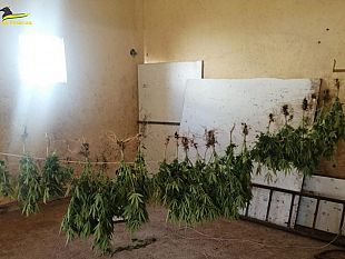 mazara/mazara-gdf-sequestra-una-piantagione-di-marijuana