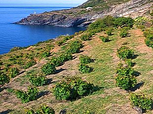 inchiesta-di-report-sul-passito-di-pantelleria-su-gambero-rosso-dura-replica-anche-dei-piccoli-vignaiuoli