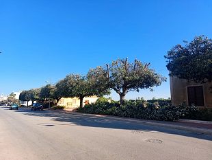 marsala/petrosino-potatuta-alberature-viale-de-vita-i-chiarimenti-dellammnistrazione-comunale