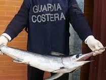 pesce-spada-vietata-la-pesca-a-marzo-le-ragioni-e-le-sanzioni