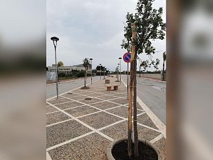 marsala/nuovi-alberi-piantati-sul-territorio-di-petrosino