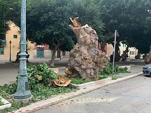 trapani-si-spezza-un-albero-in-viale-duca-daosta