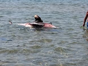 delfino-morto-nella-borgata-di-triscina-di-selinunte