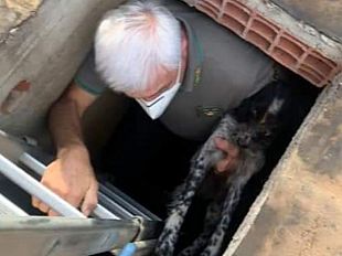 trapani/pantelleria-cane-gettato-in-una-cisterna-viene-salvato-dalla-forestale