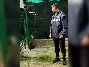 soccorso-un-grifone-euroasiatico-in-difficolta-a-marsala