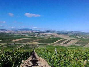 agricoltura-prezzi-giu-del-50-crisi-nera-per-il-vino-da-tavola-siciliano