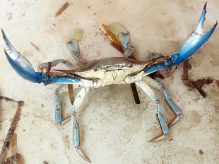 il-distretto-della-pesca-e-crescita-blu-insieme-per-affrontare-lallarme-granchio-blu