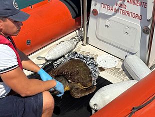 esemplare-di-caretta-caretta-salvato-nelle-acque-della-riserva-dello-zingaro