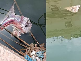 mazara-carcasse-di-tonno-gettate-nel-fiume-mazaro