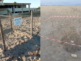 due-nuove-nidificazioni-di-tartaruga-caretta-caretta-a-petrosino