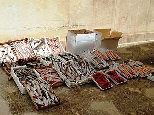 mazara-operazione-della-polizia-municipale-in-piazzetta-dello-scalo-sequestrati-122-kg-di-prodotto-ittico-ad-abusivi