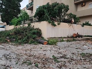 allerta-meteo-crollati-alberi-di-grandi-dimensioni