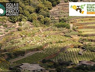 pantelleria-bando-da-100-milioni-per-migliorare-la-competitivita-delle-aziende-agricole