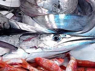 a-favignana-una-giornata-dedicata-al-pesce-azzurro-con-liniziativa-laugghia-pesce-povero-ricchezza-del-mediterraneo