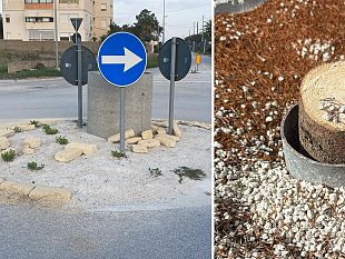 mazara-aggiornamento-sul-pino-natalizio-portato-via-dal-quartiere-boccarena-quarara