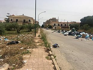 la-carcassa-di-un-cane-vicino-ad-una-scuola-lo-denuncia-il-tdm