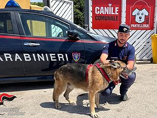 mazara/pantelleria-salvato-dai-carabinieri-un-esemplare-di-pastore-tedesco