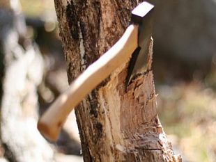 progettiamo-marsala-interviene-su-questione-abbattimento-alberi
