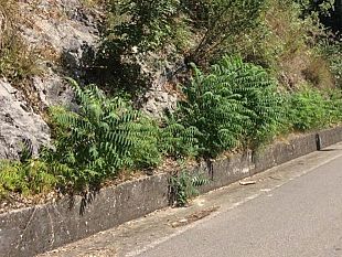 salemi-pulizia-di-scarpate-marciapiedi-e-cunette-pubblicato-avviso-per-laffidamento-lavori