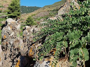 le-proprieta-del-cappero-contrastano-il-covid-19-linvito-del-parco-di-pantelleria-ad-unalimentazione-mediterranea