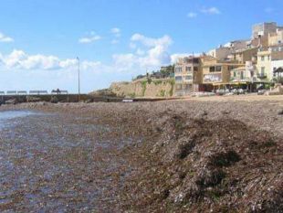 castelvetrano-firmato-accordo-fra-comune-e-belice-ambiente-per-compostaggio-posidonia-spiaggiata