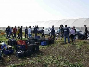 caporalato-a-mazara-e-marsala-la-polizia-arresta-due-persone-e-sequestra-tre-terreni-agricoli