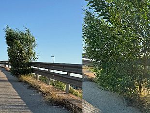 mazara-e-ormai-un-vero-e-proprio-albero-larbusto-selvaggio-cresciuto-sul-cavalcavia-di-via-degli-archi