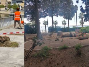 associazione-pro-capo-feto-alberi-a-mazara-sicurezza-e-trasparenza-devono-andare-di-pari-passo