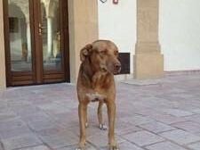 mazara-la-nuova-magia-del-cane-nicola