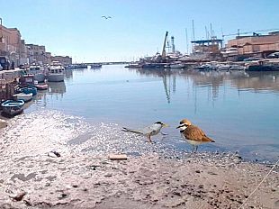 mazara-escavazione-del-porto-domani-riunione-al-ministero-ambiente-il-3-marzo-dibattito-alla-cgil-di-mazara
