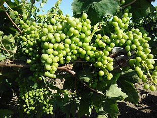 viticoltura-covid19-al-via-la-vendemmia-verde-sostegno-fino-a-15-000-euro